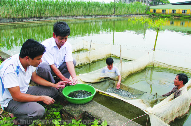 Lưu ý khi nuôi cá nước ngọt