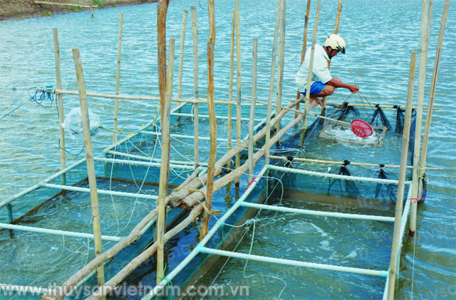 Thức ăn tươi sống nuôi thủy đặc sản
