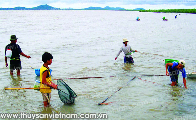 Kiên Giang sôi động nghề săn cua biển giống