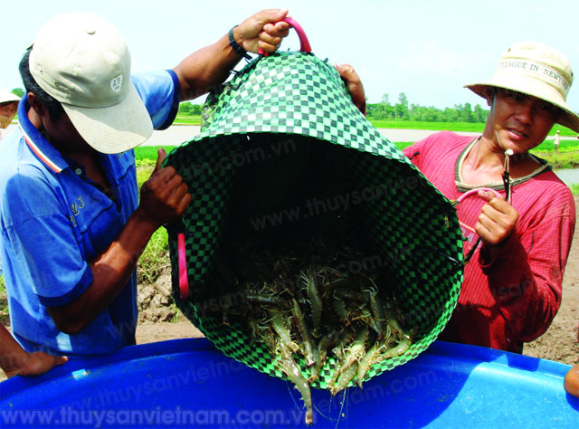 Giải pháp phục hồi nuôi tôm nước lợ