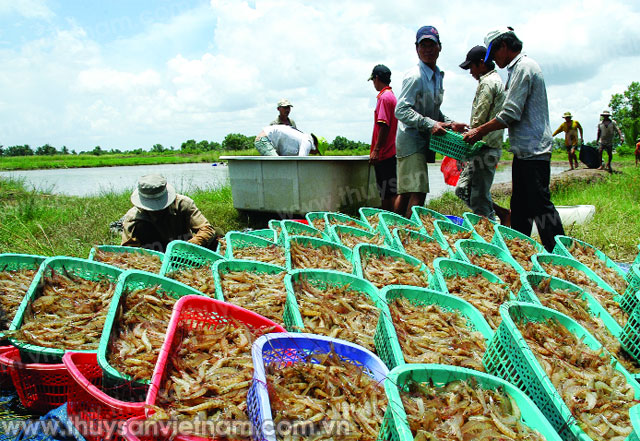 Cà Mau: Nuôi tôm gặp khó vì hạn hán và dịch bệnh