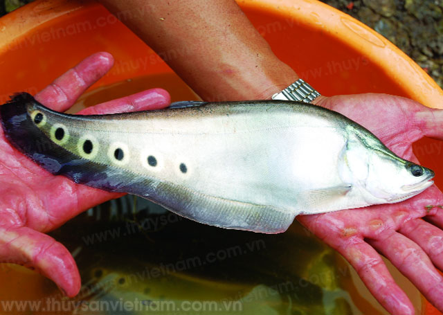 Sinh sản nhân tạo cá nàng hai Chilata ornata