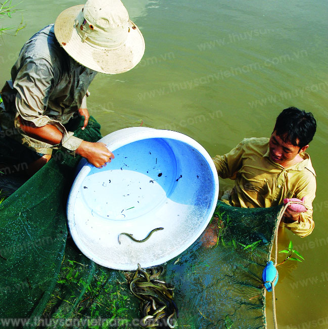 Bình Định: Phát triển khuyến ngư miền núi