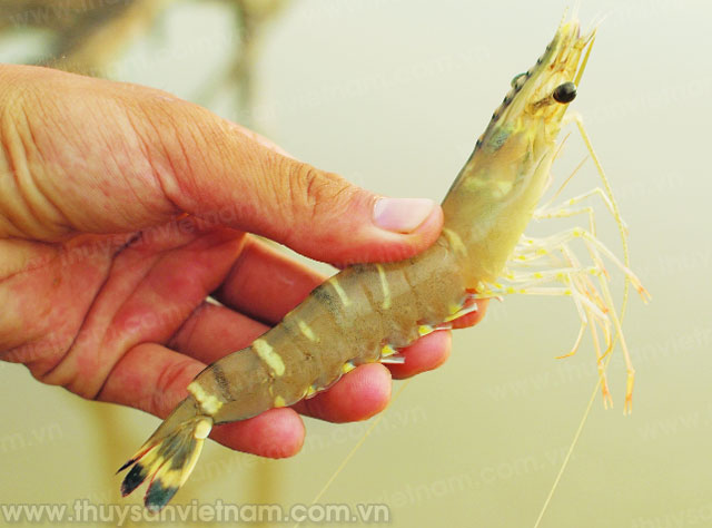 Phòng và trị bệnh mềm vỏ trên tôm