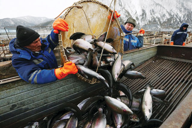 Nga: Chính thức cấm nhập khẩu cá Latvia và Estonia