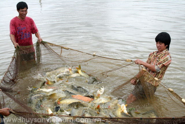 Hà Nội: Tận dụng thế mạnh phát triển thủy sản