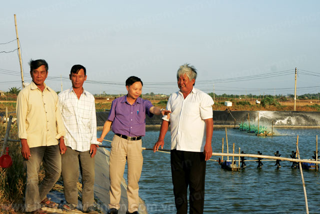 Nuôi tôm hiệu quả như Hòa Nghĩa