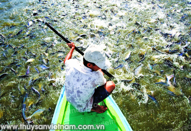 Bất an giá bán cá thấp hơn giá thành