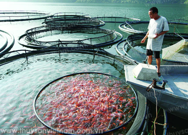 Phát triển nuôi cá lồng ở huyện Quỳnh Nhai