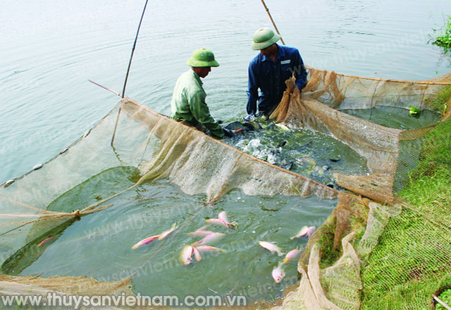 10 lưu ý quan trọng trong nuôi cá