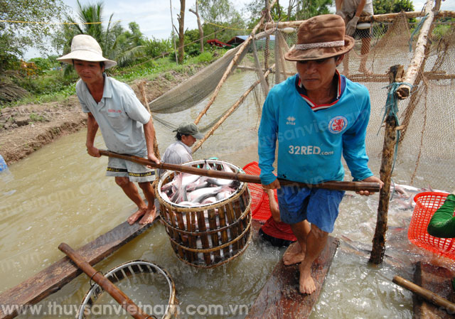 Vì sao giá cá tra mãi “đỏng đảnh”?