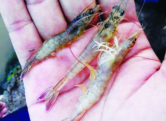 Phát hiện bệnh vi bào tử trùng (EHP) bằng kit