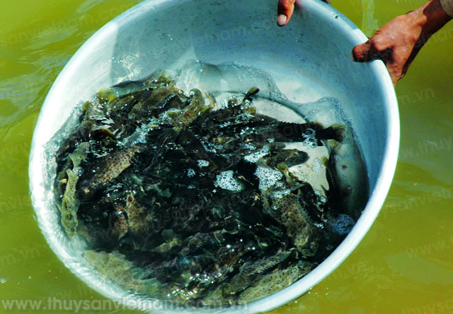 Triển vọng cá song vua