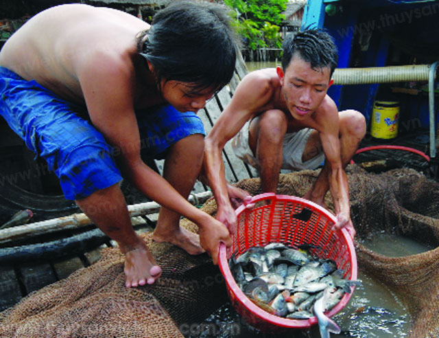 Cơ hội nuôi cá rô phi vùng ĐBSCL