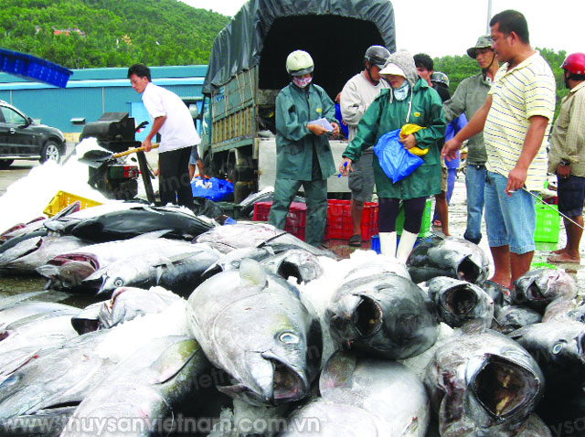 Trung tâm nghề cá Khánh Hòa: Đầu tàu 