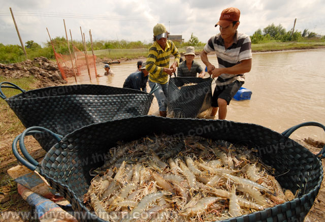 Doanh nghiệp chế biến có thiếu tôm?