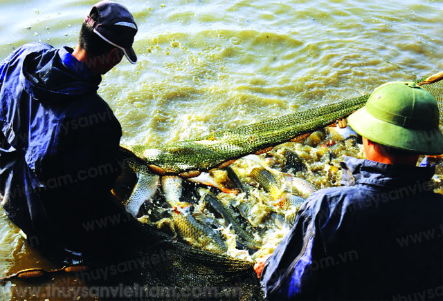 Nuôi cá trắm giòn trong ao lồng