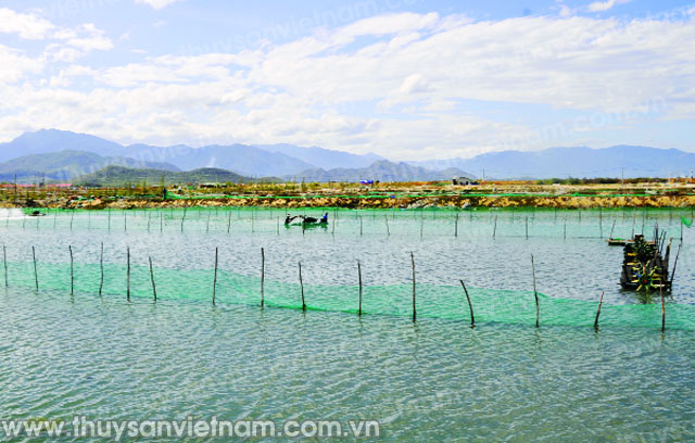 Tỷ phú ốc hương Hoàng Diện