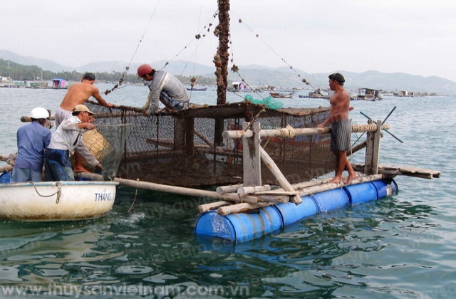 Phát triển bền vững nghề nuôi tôm hùm