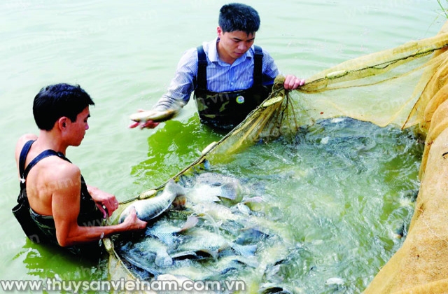 Bắc Ninh: Hướng tới phát triển thủy sản giá trị cao