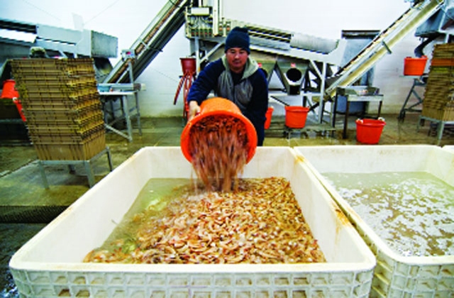 Chạy đua giá bán tôm