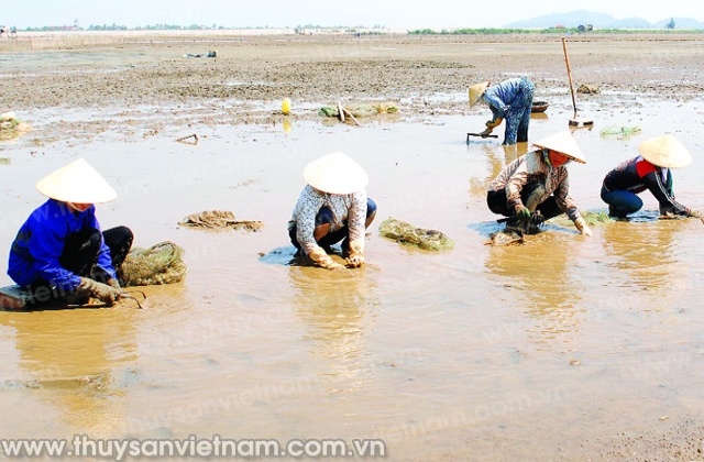 Đề án 52 tại Thái Thụy: Giảm mất cân bằng giới tính khi sinh