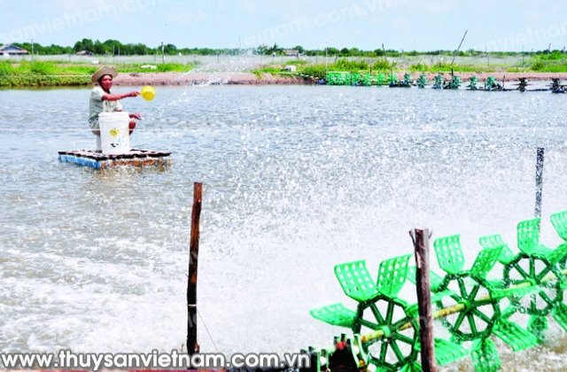 Cà Mau: Mở hướng mới sản xuất tôm giống