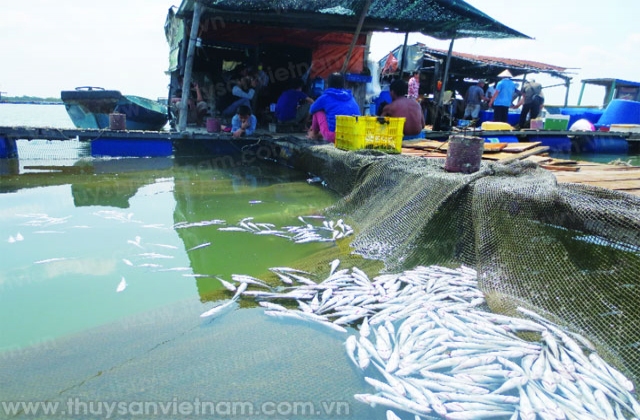 Bà Rịa - Vũng Tàu: Ô nhiễm, cá chết hàng loạt