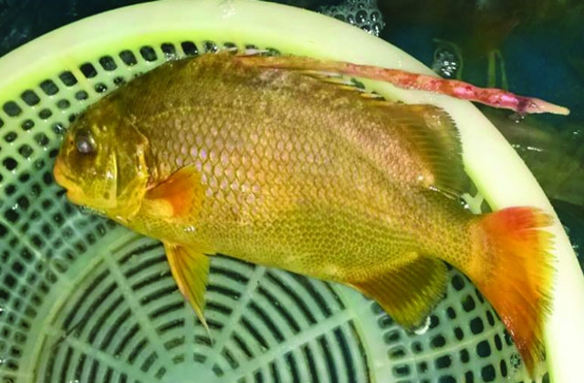 Hiệu quả như nuôi cá chìa vôi