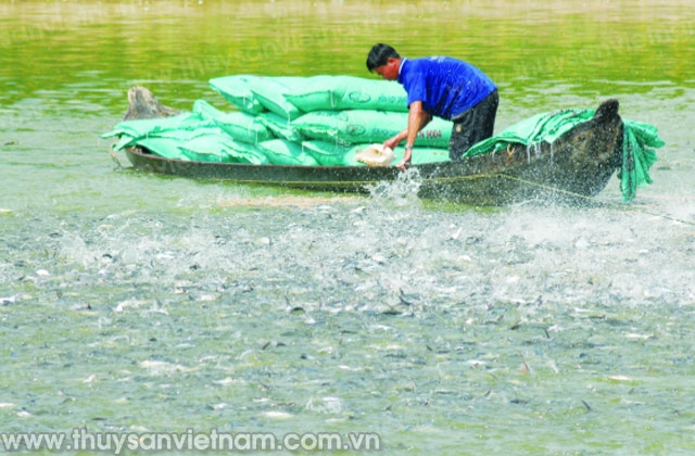 Tổng cục thủy sản: Cần tăng cường quản lý nghề nuôi cá tra