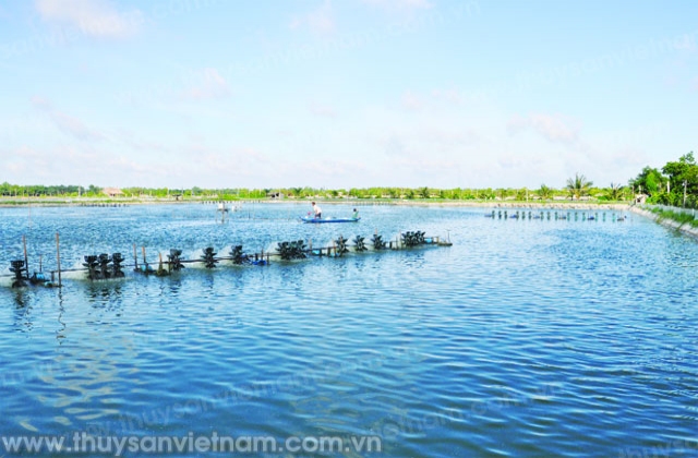 Sóc Trăng: Cấp bách gỡ khó trong nuôi tôm