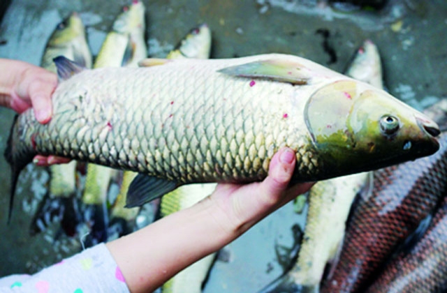 Nhân rộng mô hình nuôi ghép cá trắm cỏ làm chính trong ao