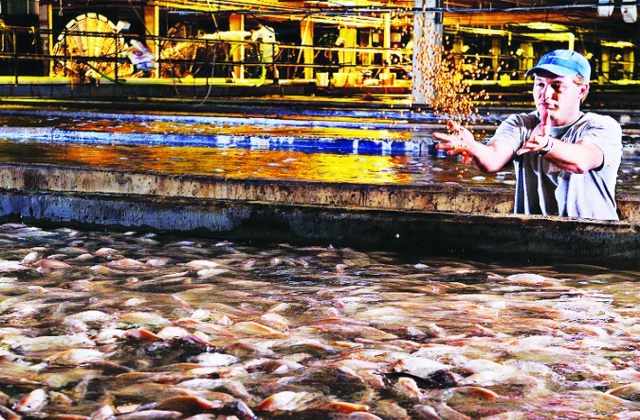 Thách thức quản lý sử dụng kháng sinh