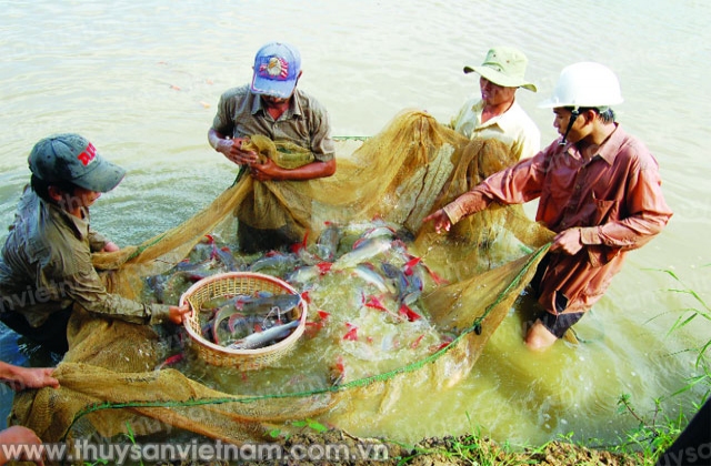 Khuyến ngư Quảng Nam chú trọng thủy sản nước ngọt