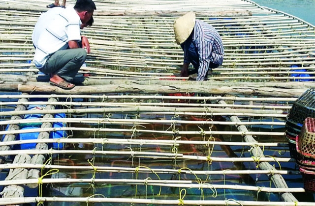 Thành công từ mô hình hàu sữa