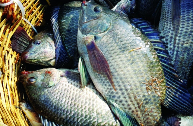 Tuyên Quang: Nuôi cá rô phi đơn tính ở Hàm Yên