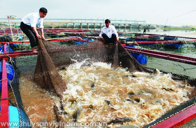 Nuôi cá lồng trên sông, hồ chứa