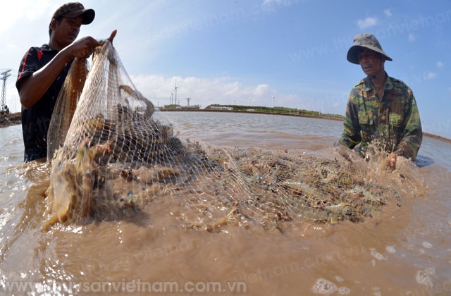 “Bắt bệnh” ngại áp dụng VietGAP trong nuôi tôm