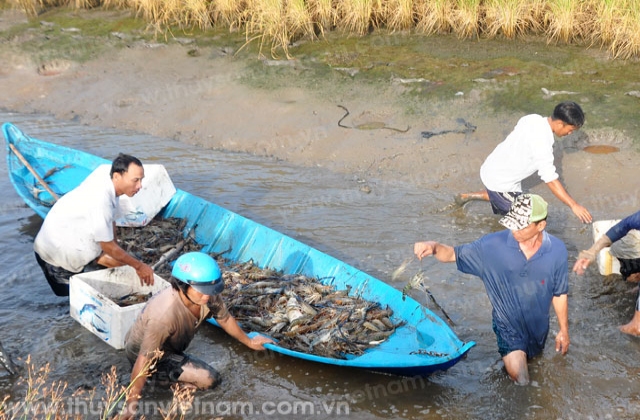 Tôm - lúa: Mô hình canh tác của tương lai