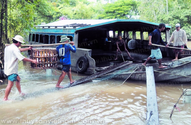Cá tra dưới góc nhìn của nông dân xuất ngoại