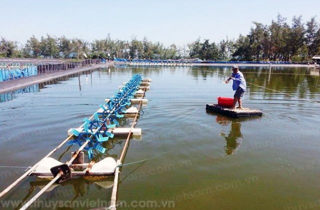 Báo động lạm dụng kháng sinh nuôi tôm