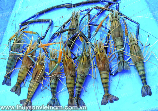 Đồng Tháp: Tôm nuôi vụ nghịch thua lỗ