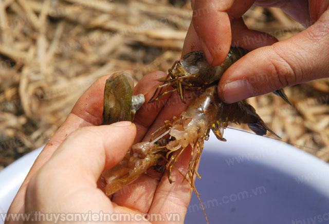 Hà Tĩnh: Thiếu Chlorine phòng chống dịch bệnh trên tôm