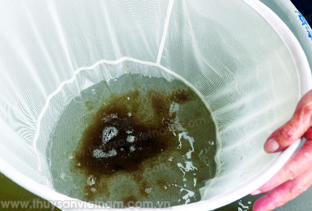 Ương nuôi ấu trùng TTCT