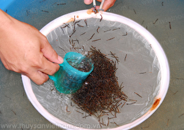 Băn khoăn chất lượng giống, vật tư đầu vào