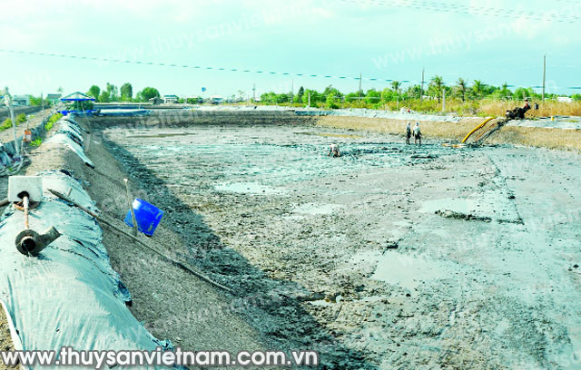 Tôm công nghiệp sau 