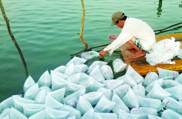 Thả tôm mùa mưa và biện pháp tăng tỷ lệ sống