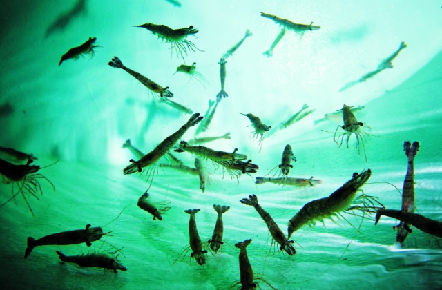 Ecuador: Nâng cao năng suất bằng thức ăn chức năng nguồn gốc tự nhiên