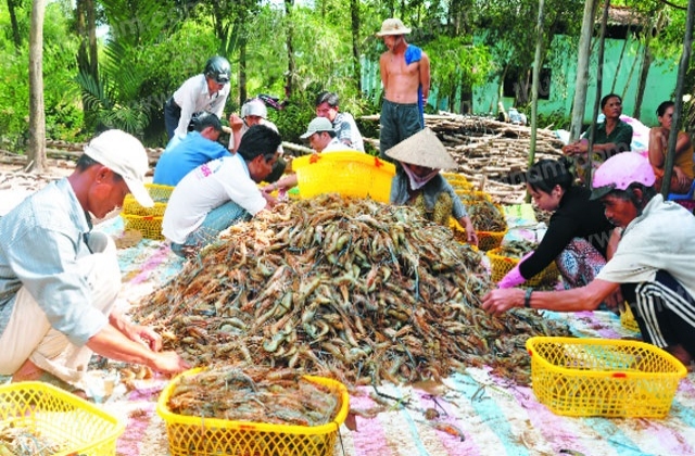 Bền vững như tôm - lúa