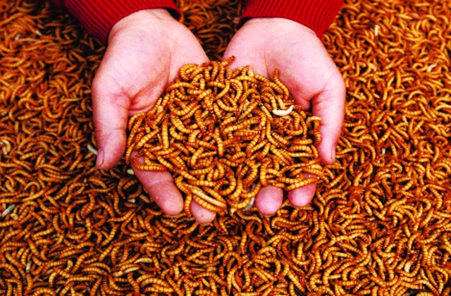 Côn trùng - Nguồn dinh dưỡng cho tôm